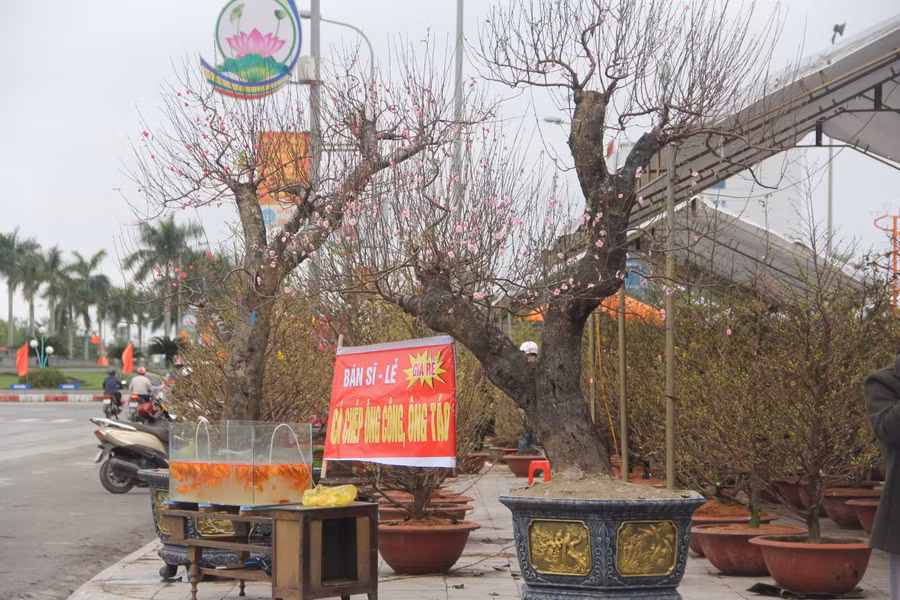 Thị trường hoa và cây cảnh Tết vắng người mua nên..