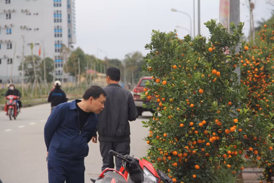 Cũng vì vậy, mà khi gian hàng anh Long được bày bán đã thu hút rất nhiều người tham quan, mua sắm. Nhiều gốc quất giá hàng chục triệu đồng đã được mua từ khá sớm. "Năm nay tôi bỏ một số vốn lớn, nhập về 30 chậu quất dáng độc, lạ. Đến thời điểm này đã bán được trên chục chậu, chỉ còn gần một tuần nữa là đến Tết, hy vọng sẽ bán được hết hàng”, anh Long nói. (Ảnh Phương Hồ). Cũng vì vậy, mà khi gian hàng anh Long được bày bán đã thu hút rất nhiều người tham quan, mua sắm. Nhiều gốc quất giá hàng chục triệu đồng đã được mua từ khá sớm. "Năm nay tôi bỏ một số vốn lớn, nhập về 30 chậu quất dáng độc, lạ. Đến thời điểm này đã bán được trên chục chậu, chỉ còn gần một tuần nữa là đến Tết, hy vọng sẽ bán được hết hàng”, anh Long nói. (Ảnh Phương Hồ).