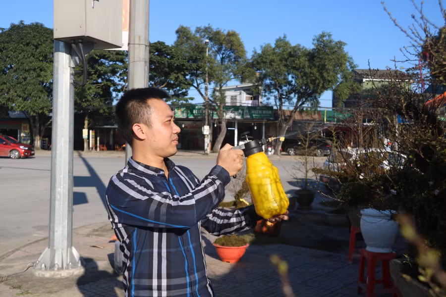 Anh Trần Đức Việt - chủ cửa hàng hoa nhất chi mai tại đường Xô Viết Nghệ Tĩnh (TP Hà Tĩnh) cho biết, năm nay anh lên tận Sapa để đặt mua 50 gốc mai. Những cây mai này được anh chọn lựa kỹ về dáng, độ phủ của rêu và thời gian hoa nở đúng dịp. Anh Trần Đức Việt - chủ cửa hàng hoa nhất chi mai tại đường Xô Viết Nghệ Tĩnh (TP Hà Tĩnh) cho biết, năm nay anh lên tận Sapa để đặt mua 50 gốc mai. Những cây mai này được anh chọn lựa kỹ về dáng, độ phủ của rêu và thời gian hoa nở đúng dịp.