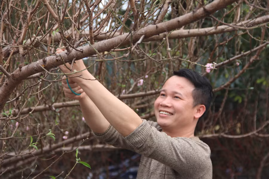 Anh Võ Văn Bảy (trú huyện Cẩm Xuyên) cho biết: Năm nay, do ảnh hưởng thời tiết rét đậm nhiều đợt nên các nhà vườn trồng đào huyền bị mất mùa do nhiều cây nụ không nhú lên được. Là mối bán đào huyền uy tín nên tôi chấp nhận bỏ giá cao hơn năm ngoái để đưa về những cành đào đẹp. (Ảnh Phương Hồ). Anh Võ Văn Bảy (trú huyện Cẩm Xuyên) cho biết: Năm nay, do ảnh hưởng thời tiết rét đậm nhiều đợt nên các nhà vườn trồng đào huyền bị mất mùa do nhiều cây nụ không nhú lên được. Là mối bán đào huyền uy tín nên tôi chấp nhận bỏ giá cao hơn năm ngoái để đưa về những cành đào đẹp. (Ảnh Phương Hồ).