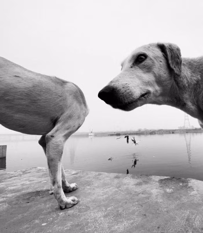 "Ồ..." - Dimpy Bhalotia.