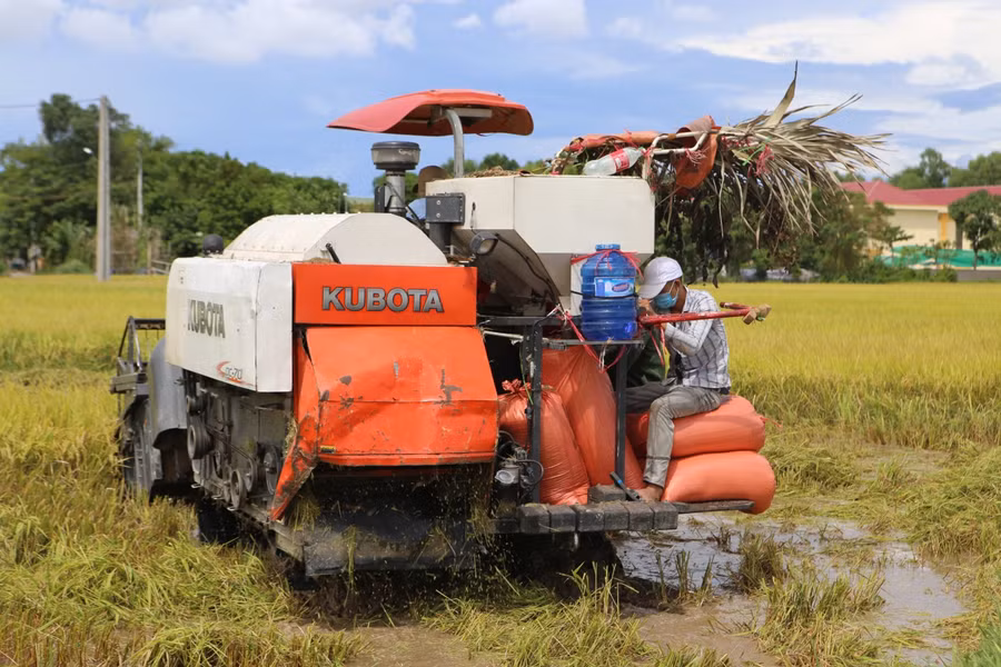 Vụ hè thu 2021, tỉnh Hà Tĩnh gieo trồng hơn 44 nghìn ha lúa. Hiện nay, hầu hết diện tích lúa hè thu đang chuẩn bị bước vào giai đoạn thu hoạch.