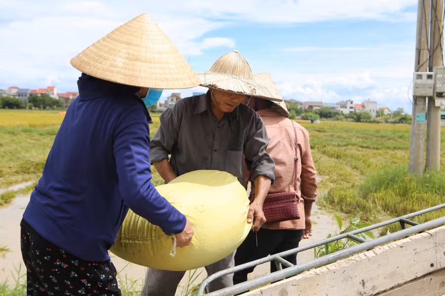 Trước diễn biến phức tạp của thời tiết, bà con nông dân đã tập trung nhân lực, huy động phương tiện máy móc ra đồng thu hoạch lúa với phương châm “xanh nhà hơn già đồng”.