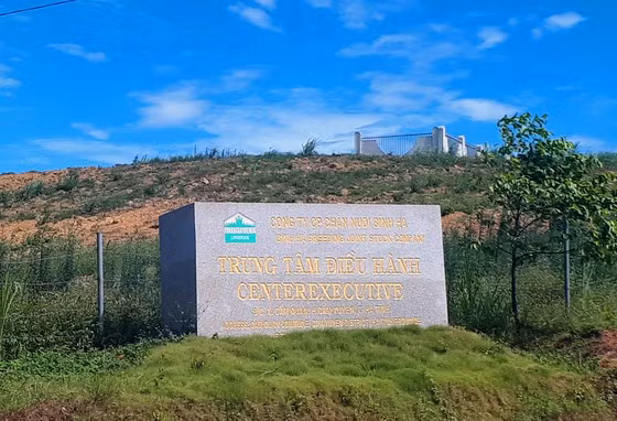 Dự án bò nghìn tỷ giảm mạnh quy mô sau tái cơ cấu.