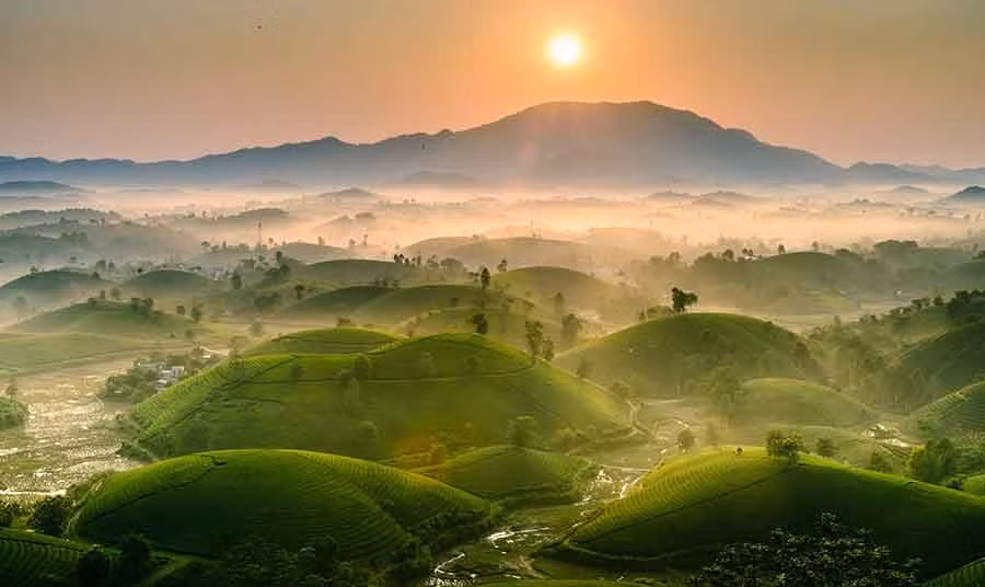 Những tia nắng ban mai len lỏi qua đồi chè Long Cốc, tỉnh Phú Thọ (ảnh Cục DLQGVN).