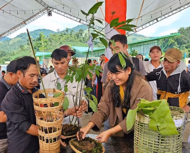 Sâm Ngọc Linh - dân gian gọi là cây "thuốc giấu", có tác dụng tốt cho sức khoẻ - ảnh Bộ VHTTDL.