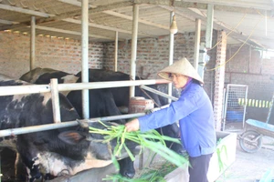 Từ một giáo viên nghỉ hưu bà Vũ Thị Bé trở thành tấm gương tiêu biểu về phát triển kinh tế với mô hình VAC.