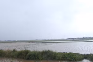 Nhiều diện tích lúa Hưng Yên bị chìm trong biển nước. 