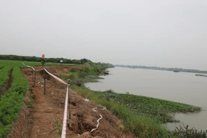 Vị trí sạt lở kè Nguyên Hoà, đê tả sông Luộc. Ảnh: Báo Hưng Yên.