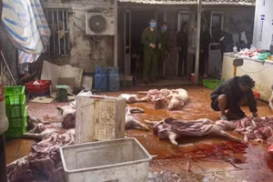 Kết quả giám định cho thấy, 100% số lợn và sản phẩm động vật đều dương tính với virus dịch tả lợn Châu Phi. Ảnh: CAND