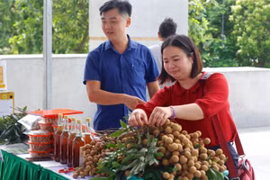 Năm 2025, toàn tỉnh Hưng Yên dự kiến thu hoạch hơn 50.000 tấn nhãn.