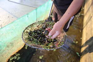 Nuôi ốc nhồi – mô hình nông nghiệp mang lại hiệu quả kinh tế cao.