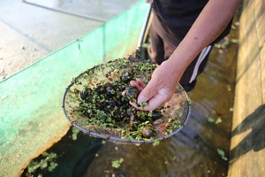 Nuôi ốc nhồi – mô hình nông nghiệp mang lại hiệu quả kinh tế cao.