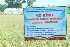 Hưng Yên đang triển khai nhân rộng mô hình sản xuất lúa kết hợp nuôi rươi trên địa bàn. 