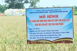 Hưng Yên đang triển khai nhân rộng mô hình sản xuất lúa kết hợp nuôi rươi trên địa bàn. 