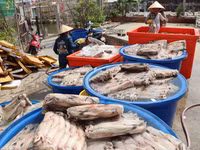 khoai-5.jpg