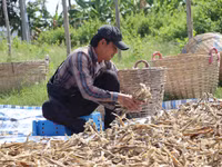 khoai-14.jpg