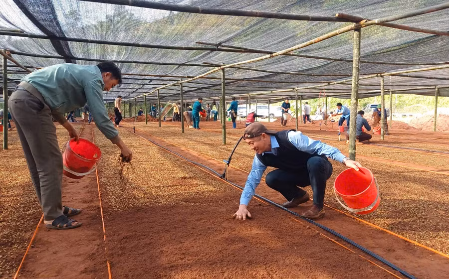 Cán bộ, đảng viên và nhân dân xã Mường Chà xuống giống ươm 600 kg hạt giống cây cà phê nhằm chuẩn bị nguồn giống phục vụ trồng mới trong năm 2026.