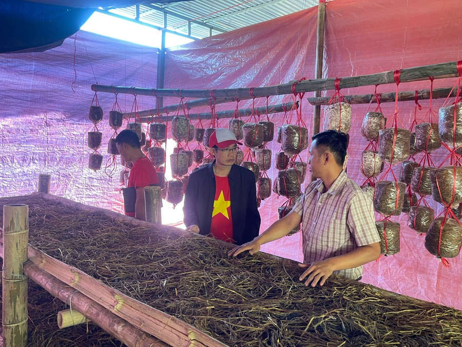 Lớp đào tạo nghề nuôi trồng nấm do Sở LĐTB&XH tỉnh Điện Biên (cũ) thực hiện tại xã Sín Thầu.