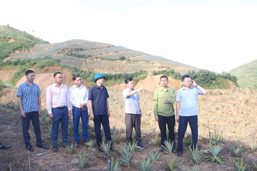 Ông Tạ Mạnh Cường, Bí thư Đảng ủy xã Búng Lao (thứ 3 bên phải) cùng đoàn công tác của xã thăm mô hình dứa của Nhân dân.