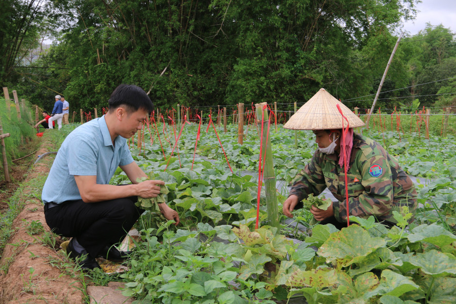 Giống dưa lê "siêu ngọt" giúp nhiều hộ nông dân vươn lên thoát nghèo.