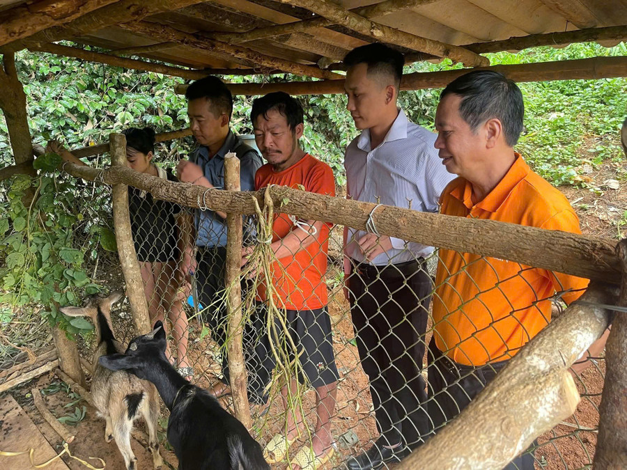 Xã Nậm Nèn phối hợp với Chương trình vùng Mường Chà 2 thăm mô hình nuôi dê của gia đình ông Lò Văn Trang, bản Phiêng Đất A.