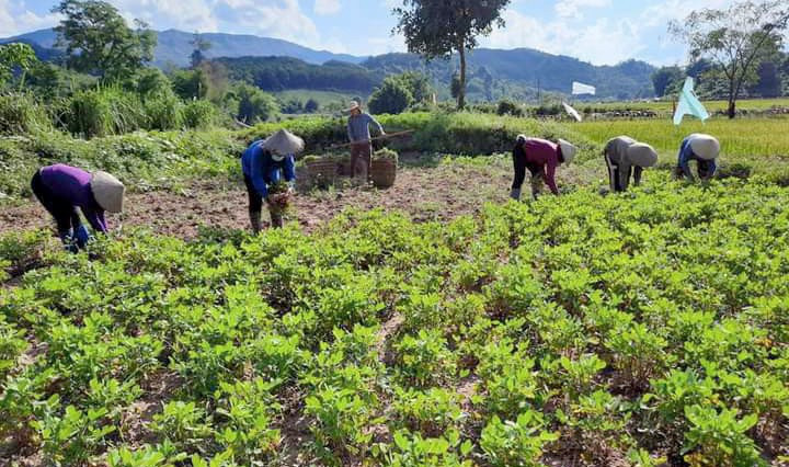 Từ việc đẩy mạnh thông tin, tuyên truyền, nông dân đã vận dụng khoa học kỹ thuật trong sản xuất nông nghiệp, mang lại hiệu quả kinh tế cao. cuc-tay-muong-nhe.jpg