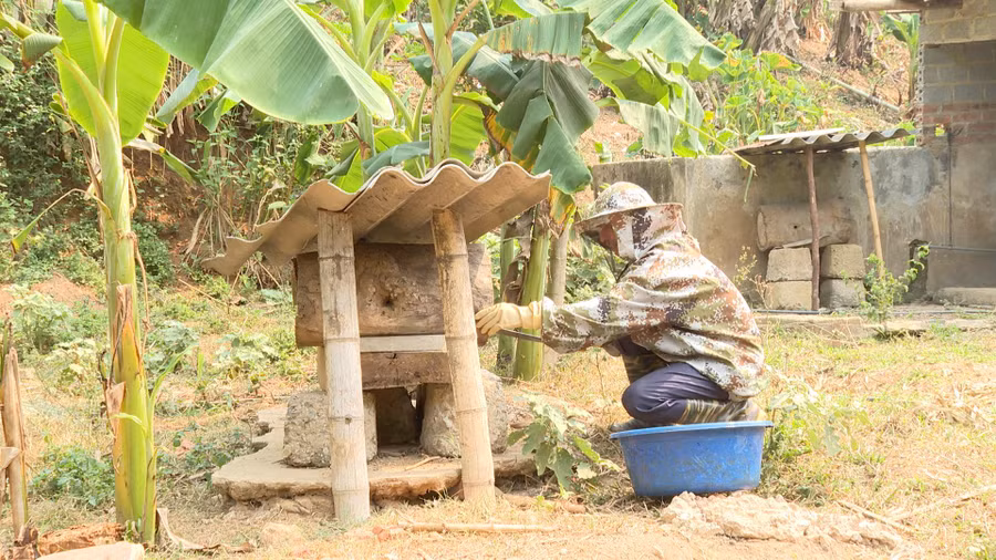 Ông Lò Văn Năm thu hoạch mật ong.