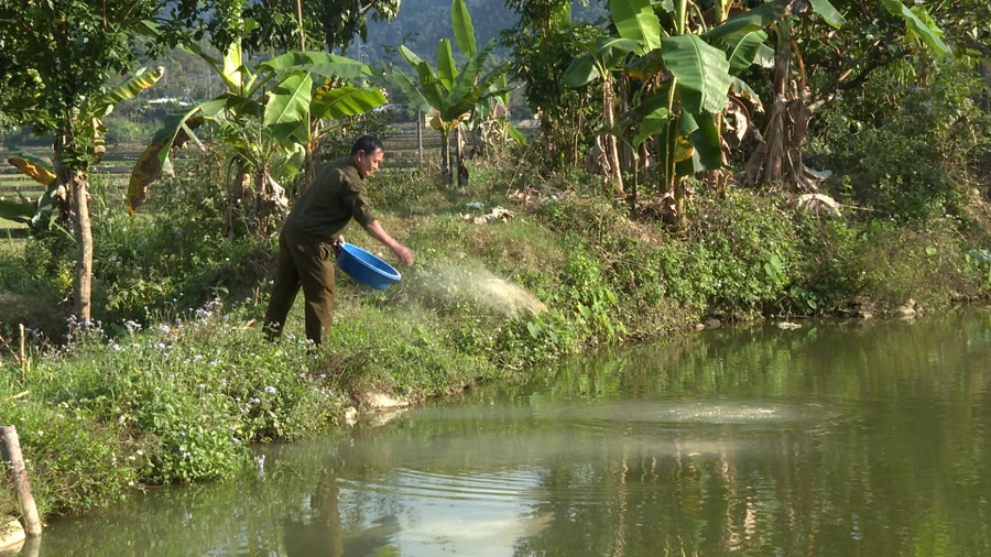 Ông Lường Văn Tâm cho cá ăn.