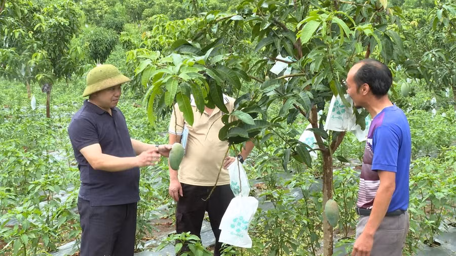 Cán bộ xã Rạng Đông kiểm tra mô hình trồng Xoài của người dân.