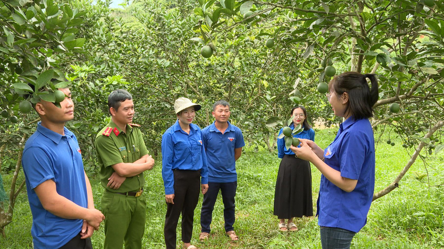 Đoàn viên thanh niên xã Mường Mùn tham quan mô hình vườn Cam của chị Mai.