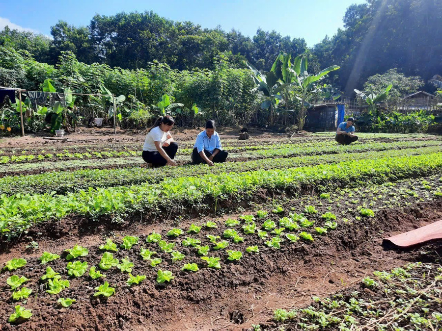 Mỗi gia đình duy trì 1 vườn rau xanh.