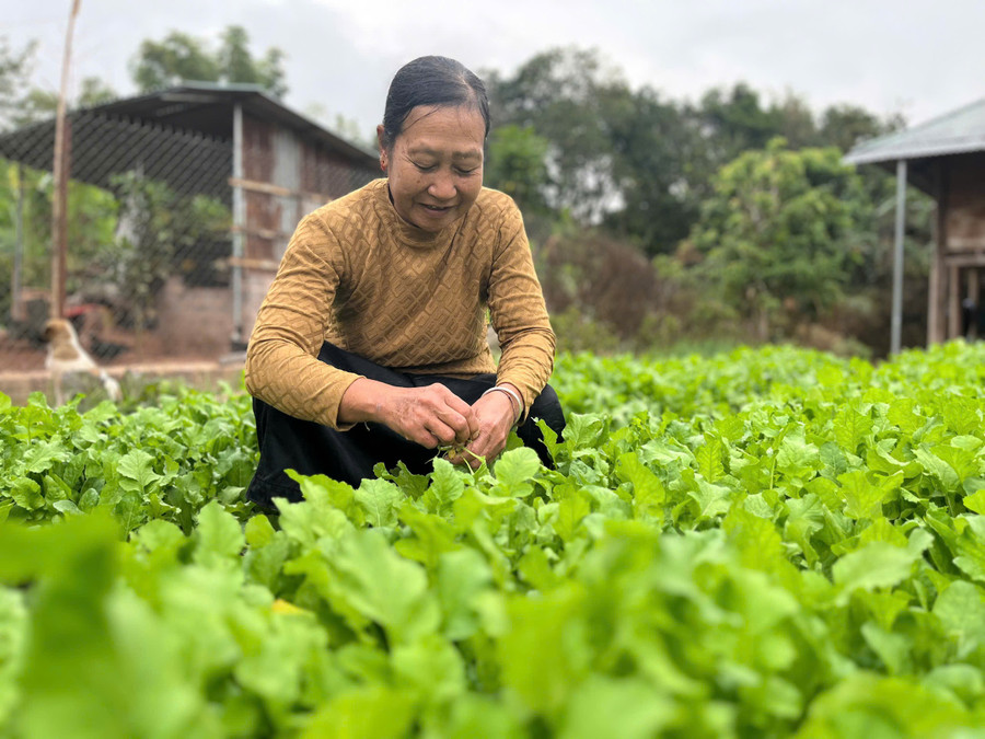 Mô hình "Nhà sạch, cổng đẹp, vườn xanh" được triển khai rộng khắp.