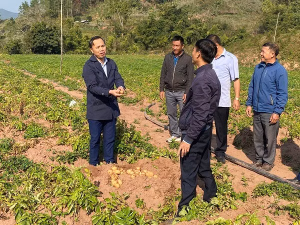 Ông Tạ Văn Sơn, Bí thư Đảng ủy xã Mường Nhé (ngoài cùng bên trái) thăm mô hình trồng khoai tây của nhân dân địa phương.