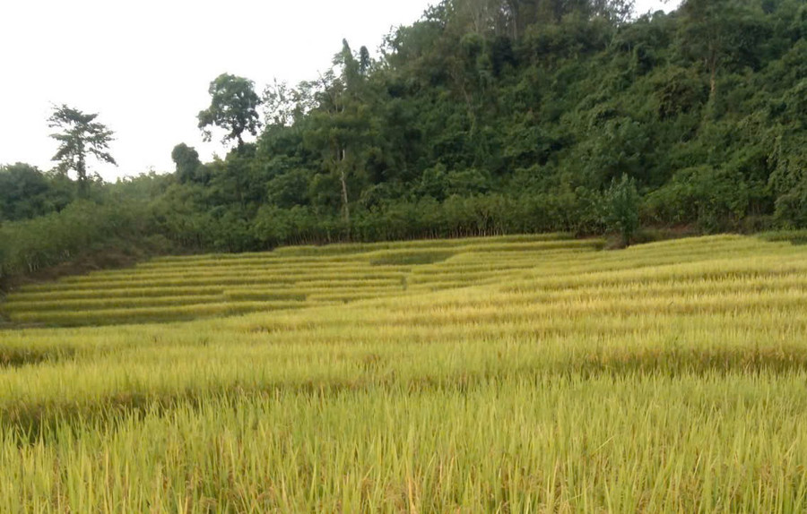 Cánh đồng Mường Toong.