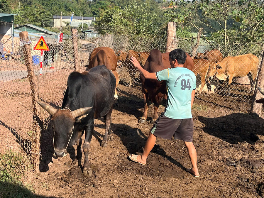 Ông Páo kiểm tra đàn bò của gia đình.