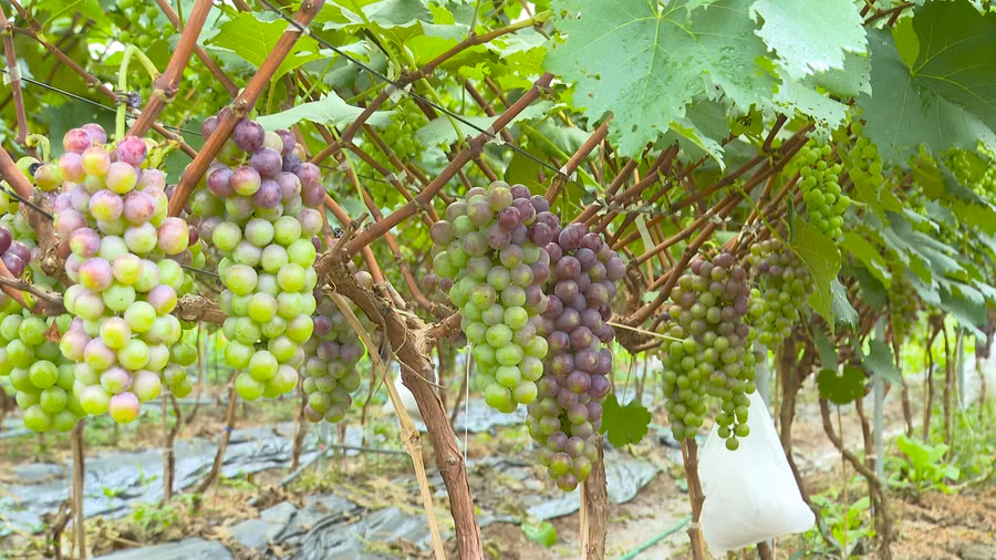 Nho-ha-den-1 (2).png