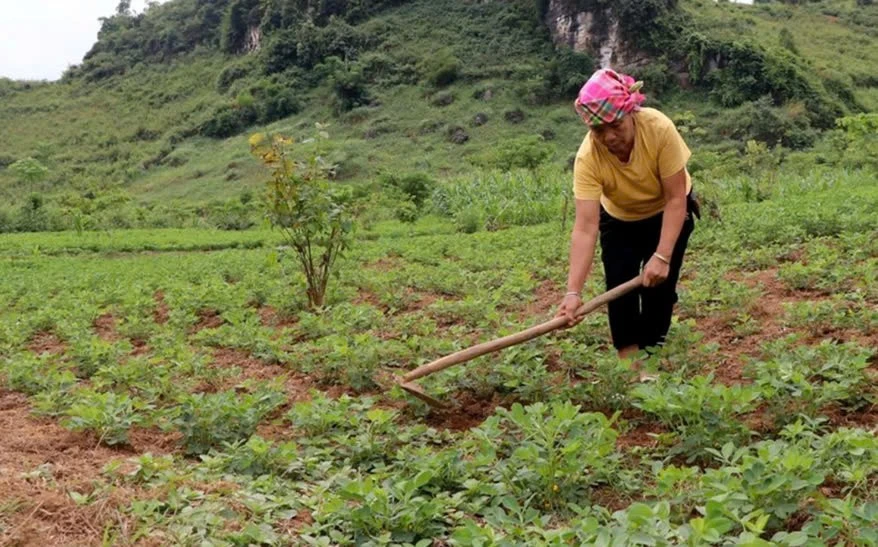 Nhờ triển khai hiệu quả Chương trình MTQG đời sống của đồng bào DTTS huyện Tủa Chùa ngày càng được nâng lên.