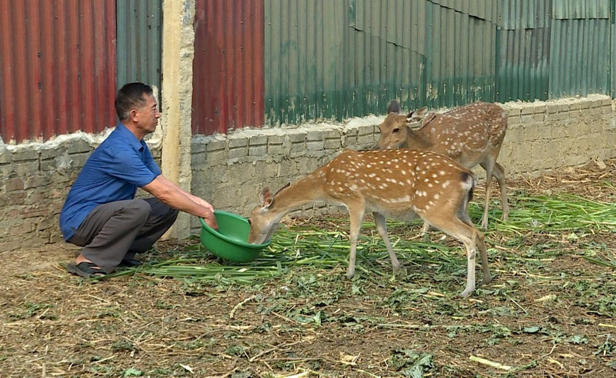 Ông Nguyễn Đình Kiên chăm sóc đàn hươu sao của gia đình.