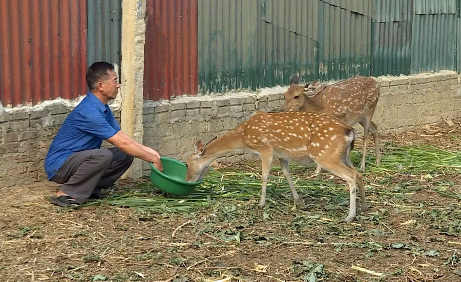 Ông Nguyễn Đình Kiên chăm sóc đàn hươu sao của gia đình.