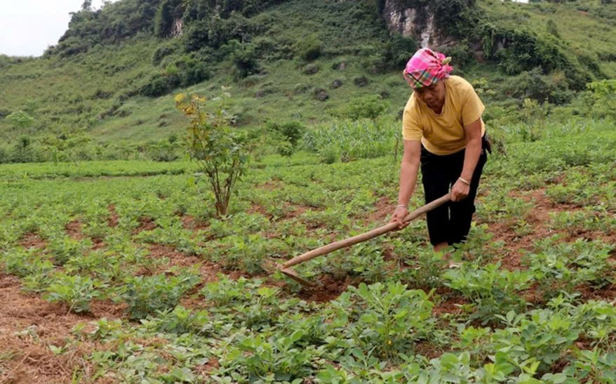 Nhờ triển khai hiệu quả Chương trình MTQG đời sống của đồng bào DTTS huyện Tủa Chùa ngày càng được nâng lên.