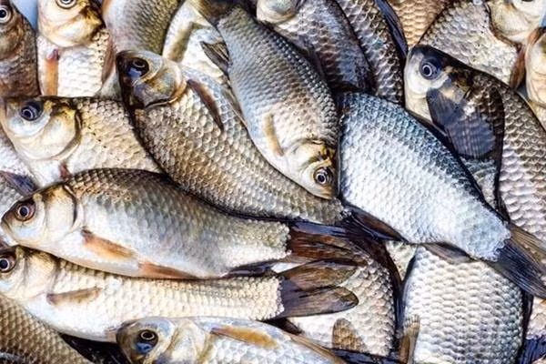 Cá diếc chữa trị chứng mất ngủ, viêm đại tràng, tăng huyết áp, đái tháo đường, huyết áp cao, yếu sinh lý. ca nho 11.jpg