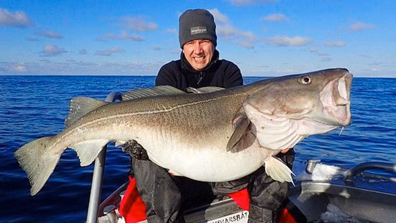 Cá tuyết có hàm lượng protein cao, ít chất béo...hỗ trợ năng lượng và hệ thần kinh và có thể quan trọng trong việc giúp ngăn ngừa trầm cảm. ca nho 3.jpg