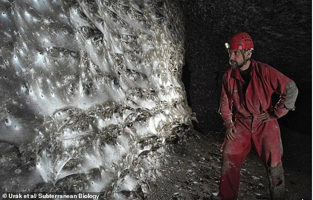 Các nhà khoa học vừa phát hiện mạng nhện lớn nhất thế giới bên trong hang Sulfur, nằm ở biên giới giữa Hy Lạp và Albania. Mạng nhện này trải dài trên diện tích khoảng 106 mét vuông và là nơi cư trú của hơn 111.000 con nhện. phat-hien-mang-nhen-khong-lo-chua-hon-111000-con-trong-hang-toi-o-chau-au.jpg