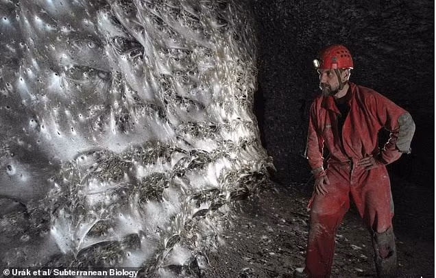 Các nhà khoa học vừa phát hiện mạng nhện lớn nhất thế giới bên trong hang Sulfur, nằm ở biên giới giữa Hy Lạp và Albania. Mạng nhện này trải dài trên diện tích khoảng 106 mét vuông và là nơi cư trú của hơn 111.000 con nhện. phat-hien-mang-nhen-khong-lo-chua-hon-111000-con-trong-hang-toi-o-chau-au.jpg