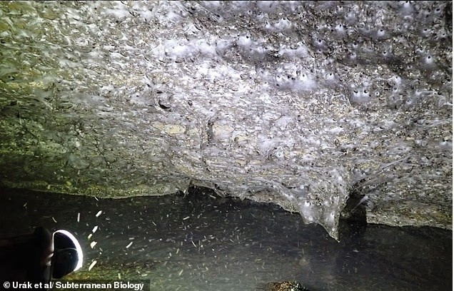 Đây là một cấu trúc hiếm gặp, được tạo từ hàng ngàn mạng hình phễu đan xen nhau – điều bất thường vì nhện thường sống đơn độc. 2 loài nhện chính sống trong mạng này là Tegenaria domestica (nhện nhà) và Prinerigone vagans. phat-hien-mang-nhen-khong-lo-chua-hon-111000-con-trong-hang-toi-o-chau-au-2.jpg