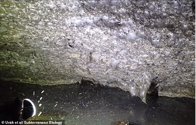 Đây là một cấu trúc hiếm gặp, được tạo từ hàng ngàn mạng hình phễu đan xen nhau – điều bất thường vì nhện thường sống đơn độc. 2 loài nhện chính sống trong mạng này là Tegenaria domestica (nhện nhà) và Prinerigone vagans. phat-hien-mang-nhen-khong-lo-chua-hon-111000-con-trong-hang-toi-o-chau-au-2.jpg