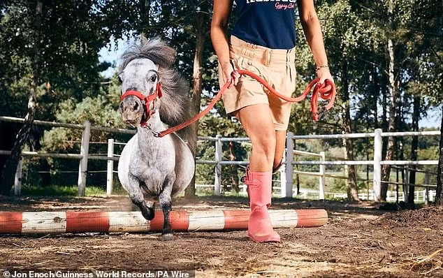 Hàng ngàn kỷ lục về thể thao, công nghệ, cơ thể con người, sưu tập và kỹ năng đã được xác thực. Những cuốn sách này đã bán được 155 triệu bản trên toàn thế giới. Ảnh: Bombe – chú ngựa nhỏ nhất thế giới guinness-thach-thuc-the-gioi-voi-70-ky-luc-la-7.jpg