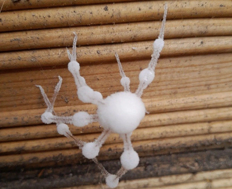 zombie-spiders-6.jpg