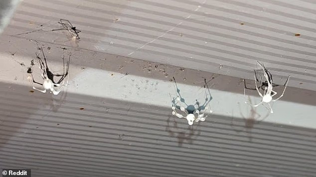 zombie-spiders.jpg